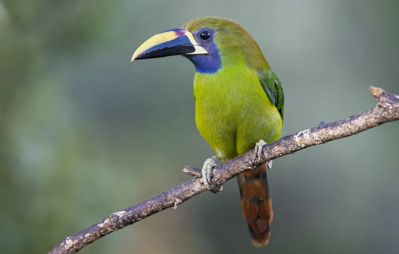 Фото обои ветки, птица, тукан