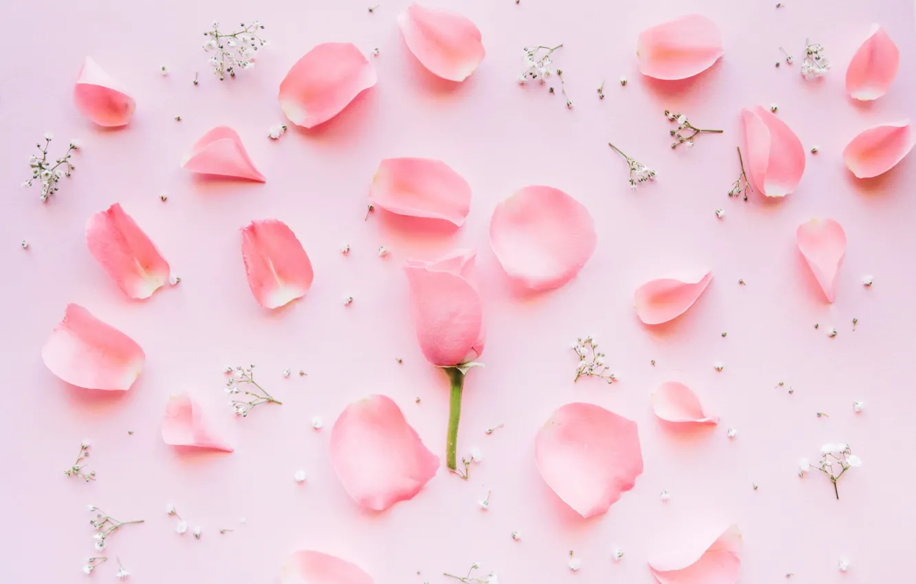 Фото обои цветы, розы, лепестки, розовые, rose, fresh, pink, flowers