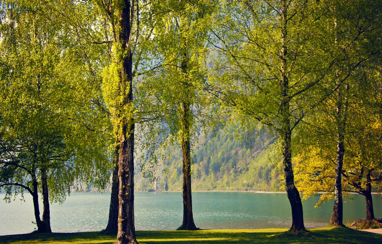 Фото обои деревья, природа, озеро, весна, Швейцария, березы, Switzerland