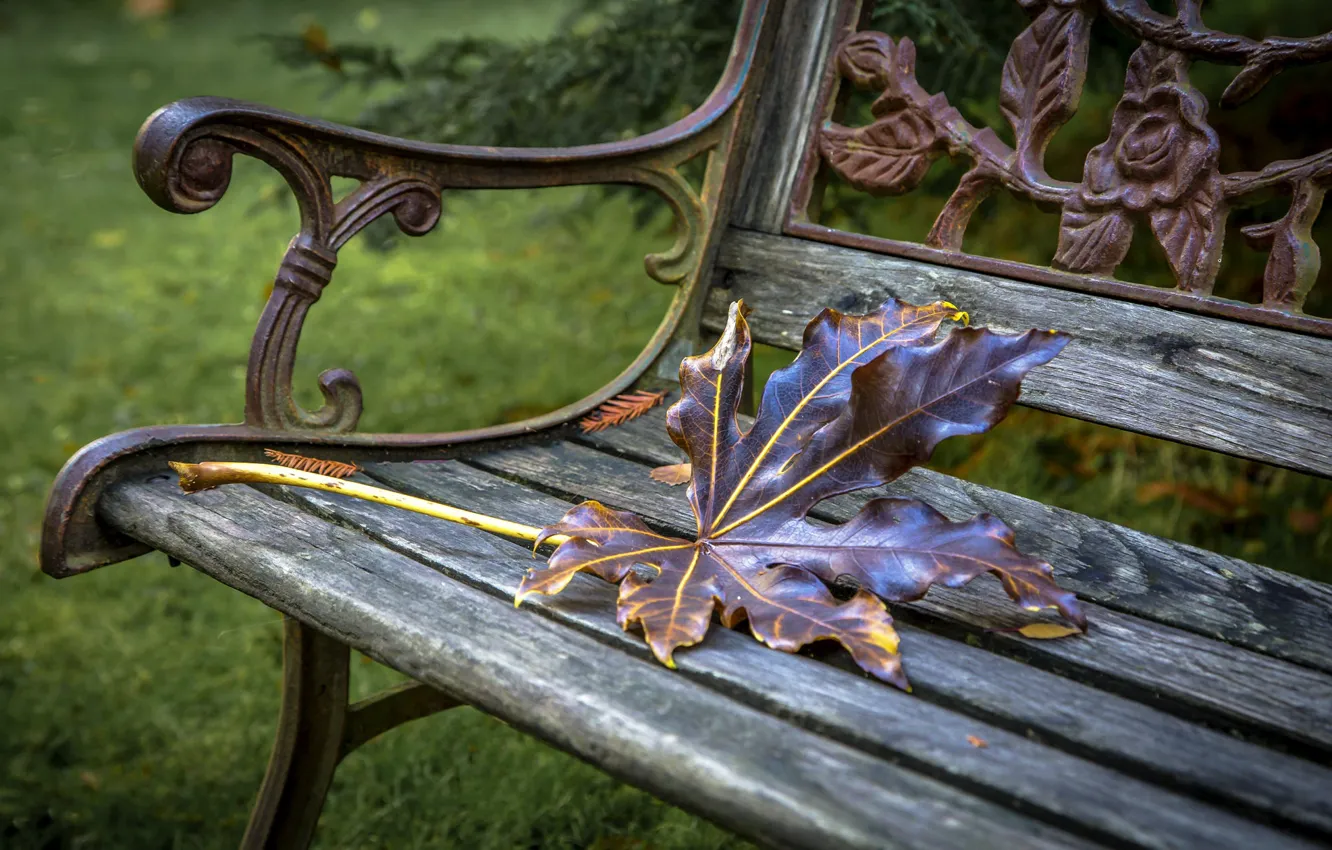 Фото обои осень, лист, скамья