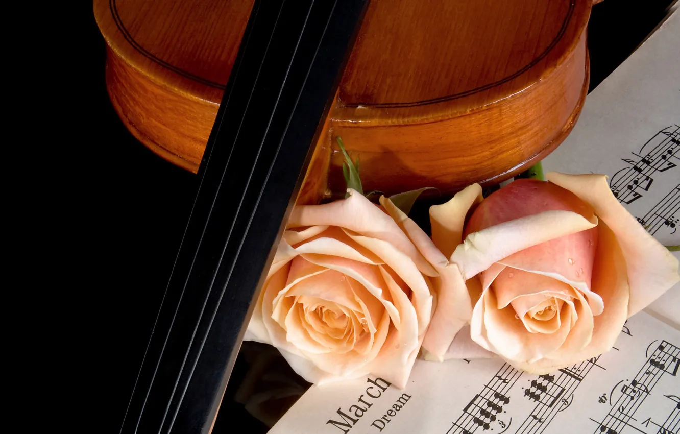 Фото обои ноты, музыка, скрипка, розы, красота