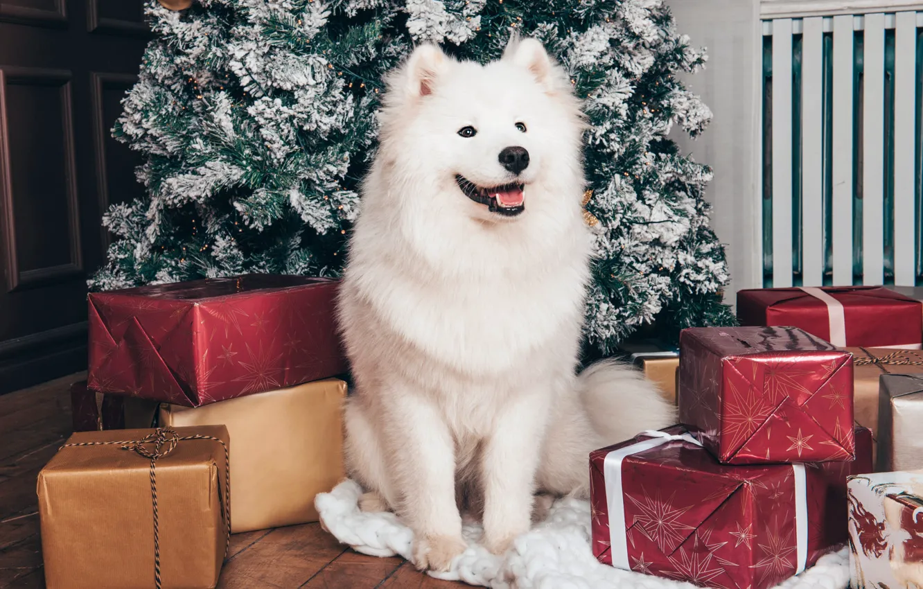 Фото обои язык, белый, взгляд, поза, комната, собака, Рождество, подарки