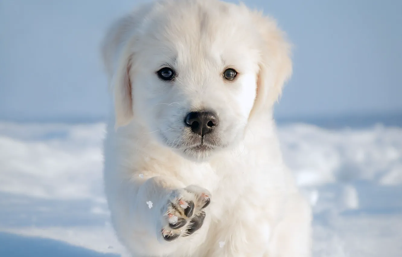 Фото обои зима, снег, лапа, собака, щенок, пёсик