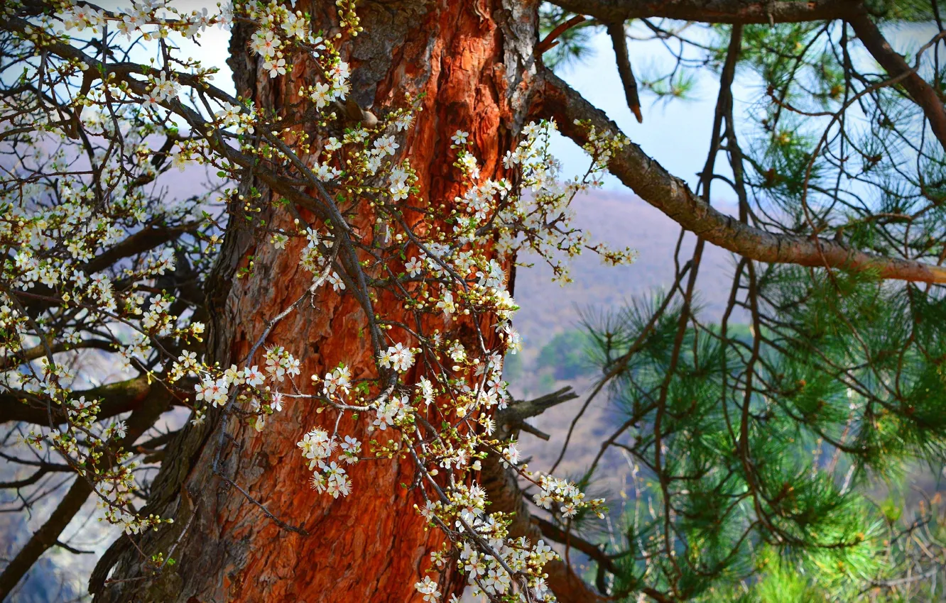 Фото обои Дерево, Весна, Tree, Spring, Цветение, Flowering