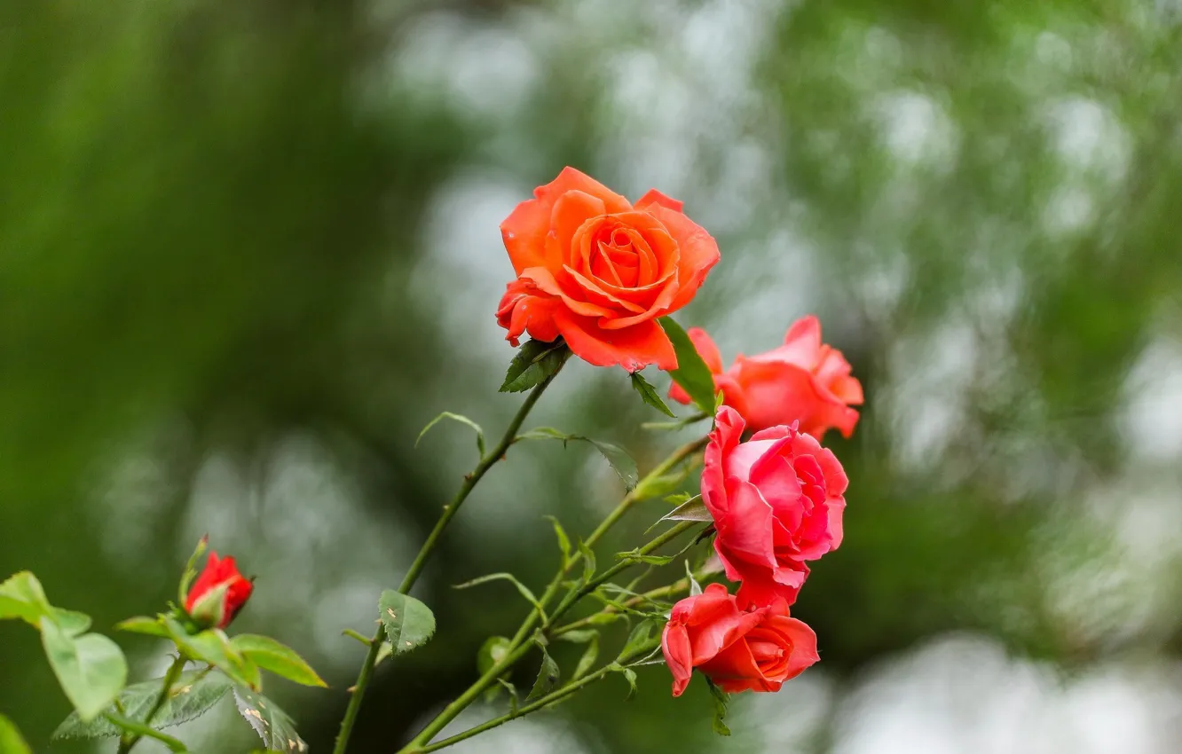 Фото обои цветы, куст, розы, букет, красные, зеленый фон, боке, размытый фон
