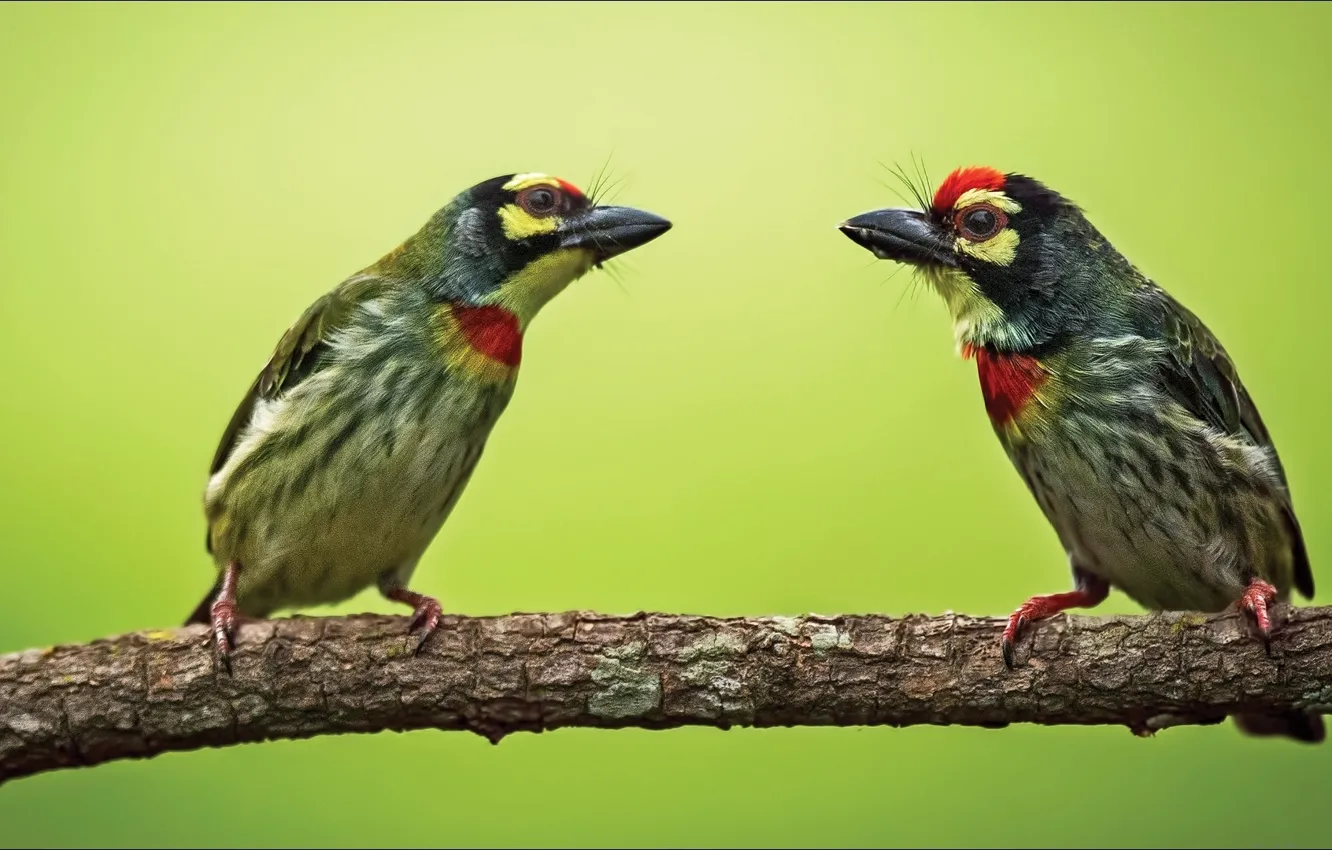 Фото обои wallpapers, two, birds, Animals