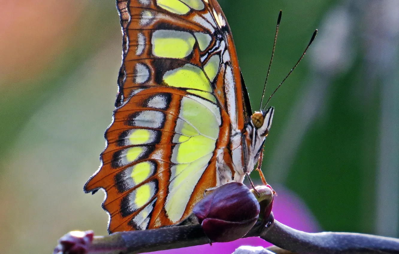 Фото обои бабочка, Макро, насекомое, butterfly, insect, Macro, Malachite Butterfly