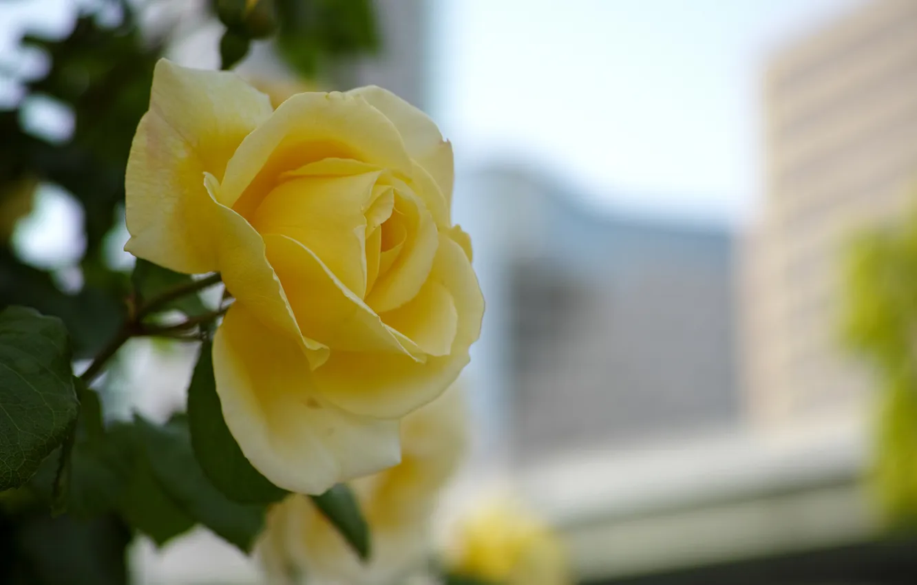 Фото обои роза, желтая, весенняя