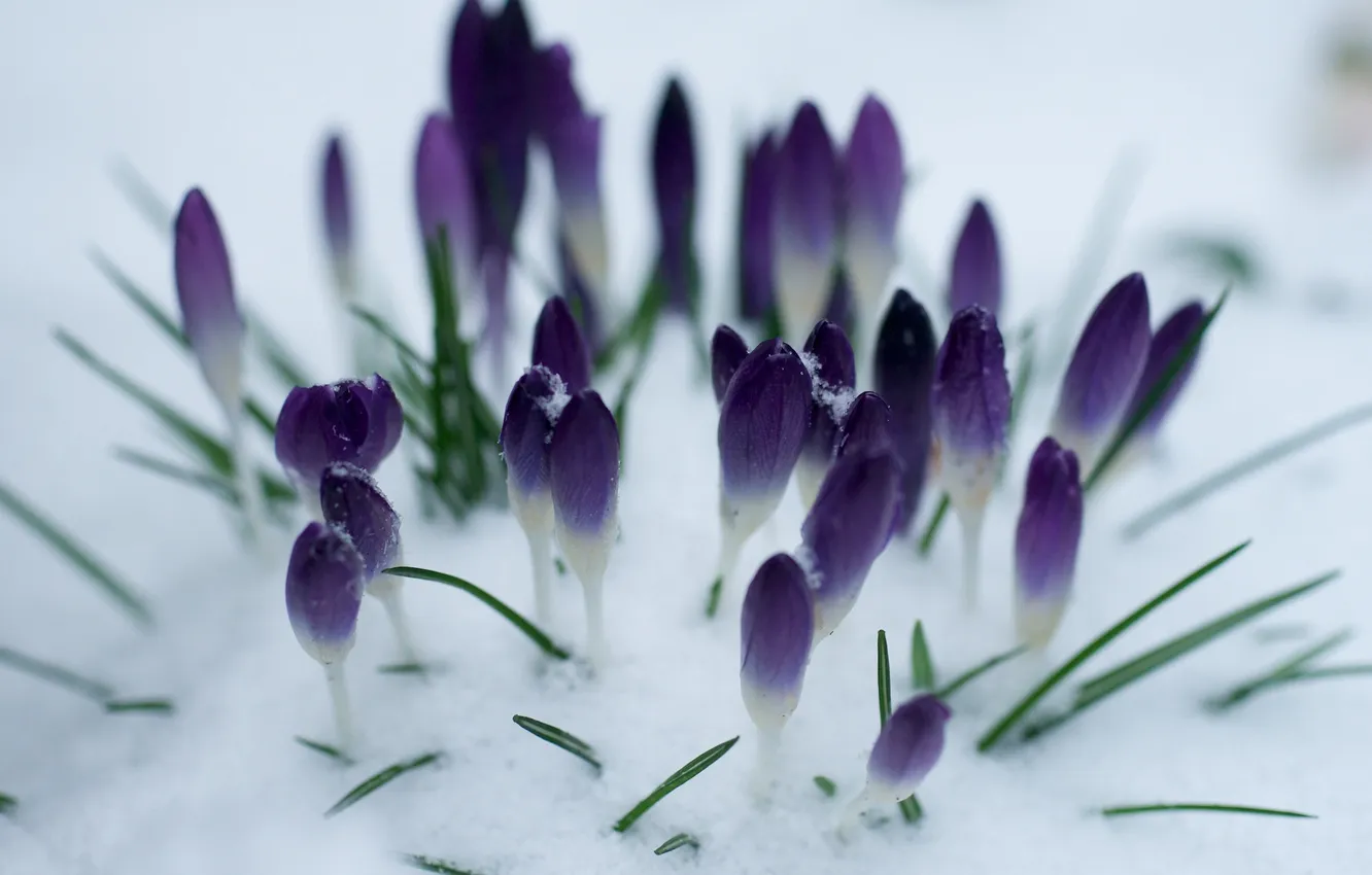 Фото обои снег, цветы, весна, фиолетовые, крокусы