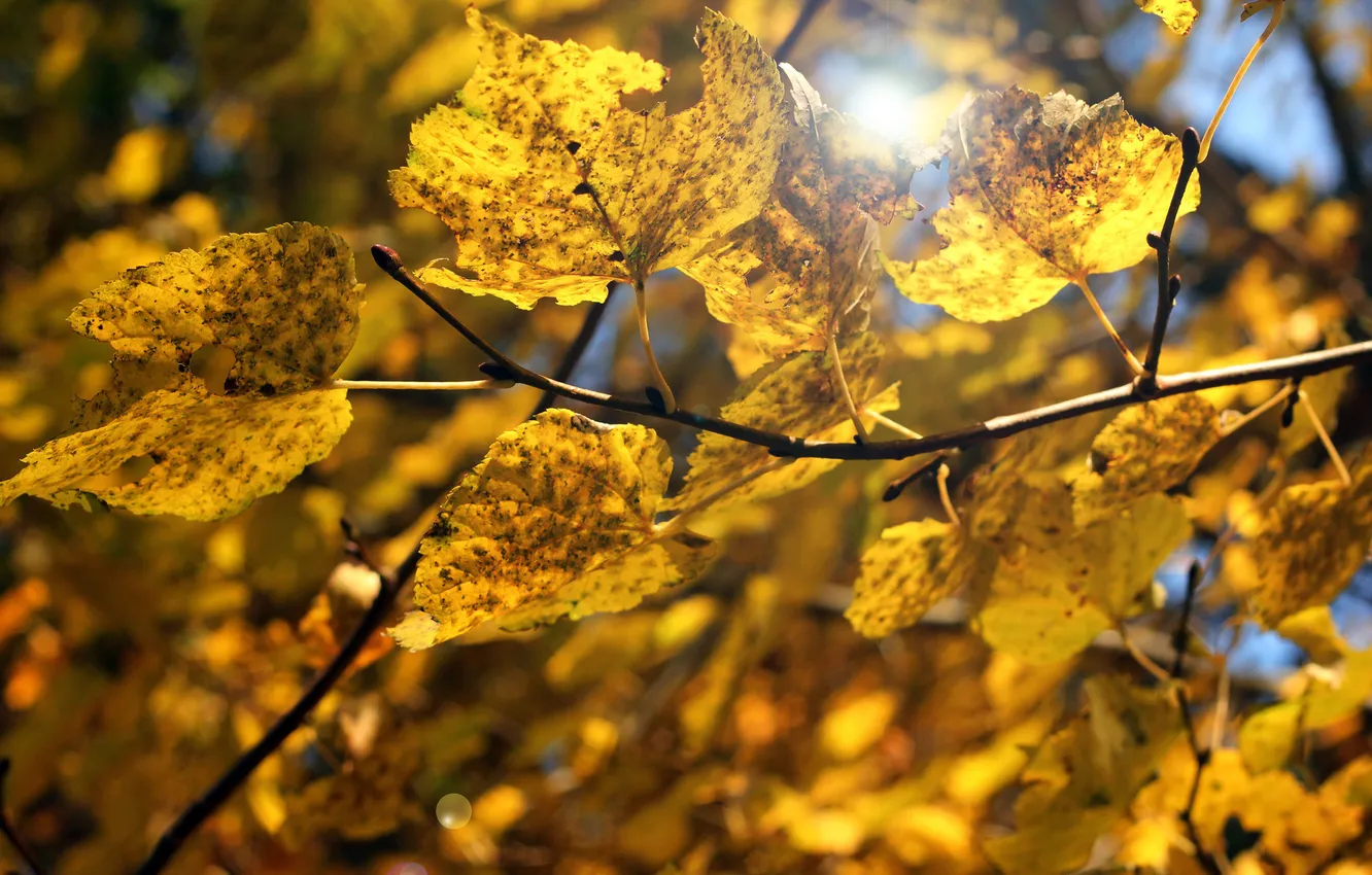 Фото обои осень, листья, макро, ветка, размытость, жёлтые