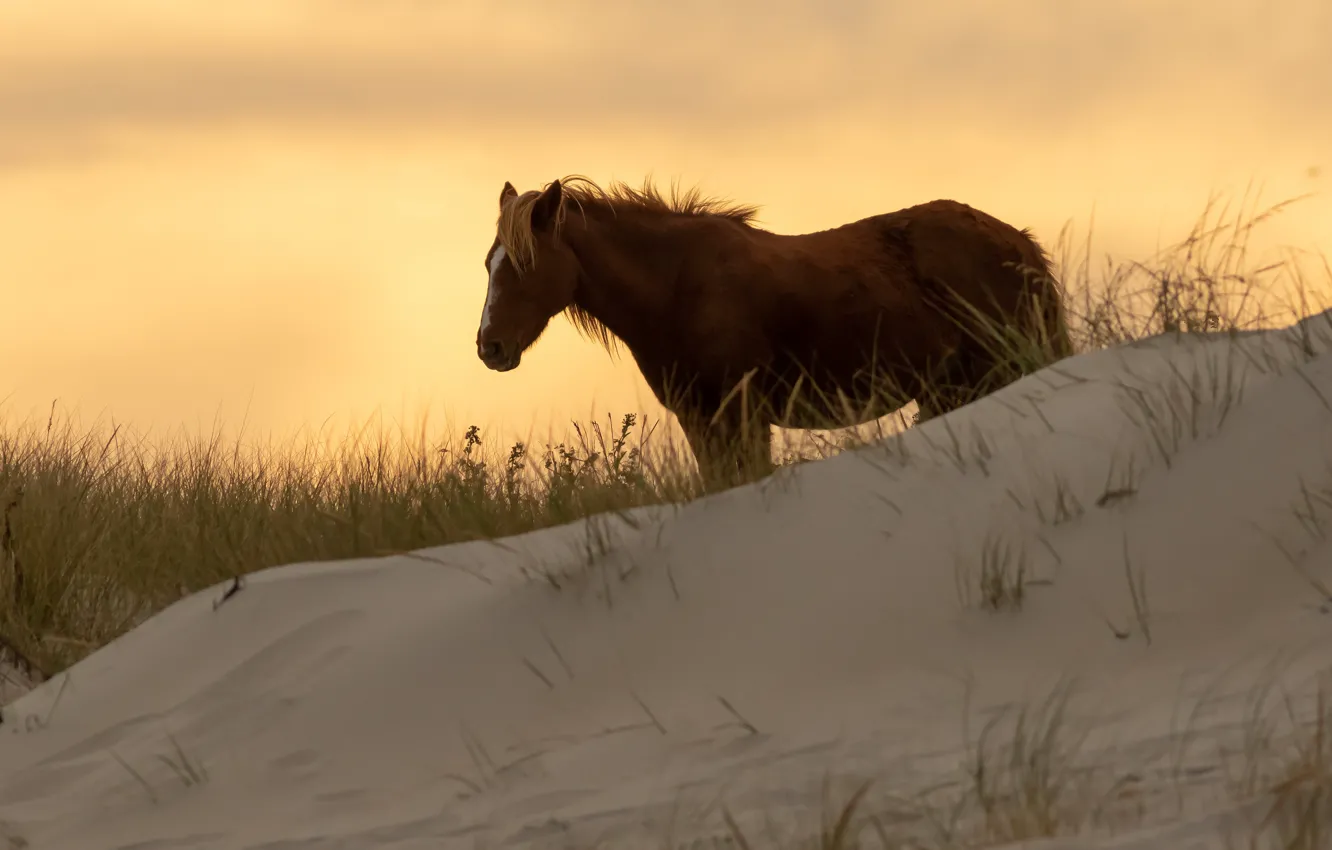 Фото обои песок, небо, трава, закат, конь, рассвет, лошадь, силуэт