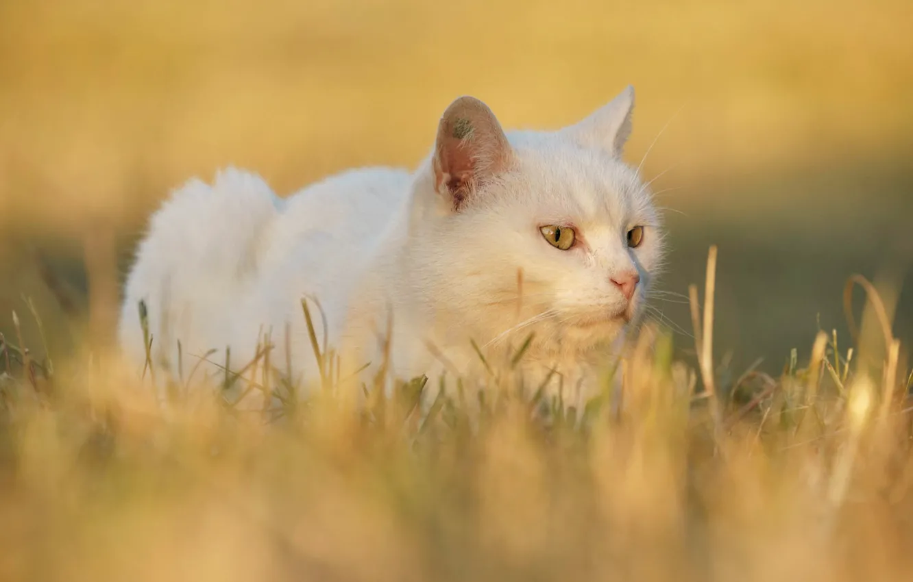 Фото обои кошка, белый, трава, кот, взгляд, морда, свет, желтый