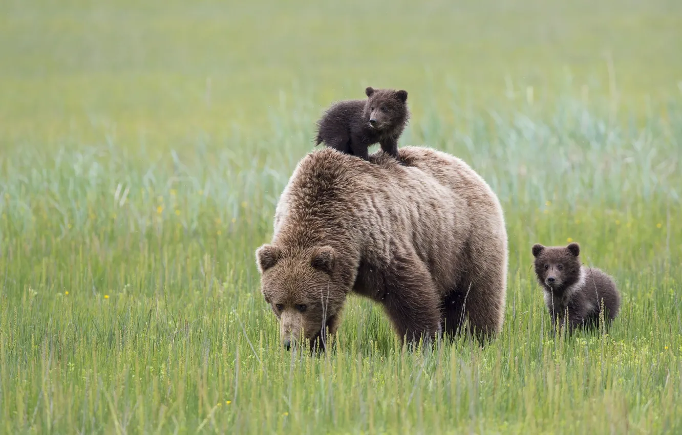 Фото обои медведи, Аляска, луг, Alaska, медвежата, медведица, материнство, Lake Clark National Park