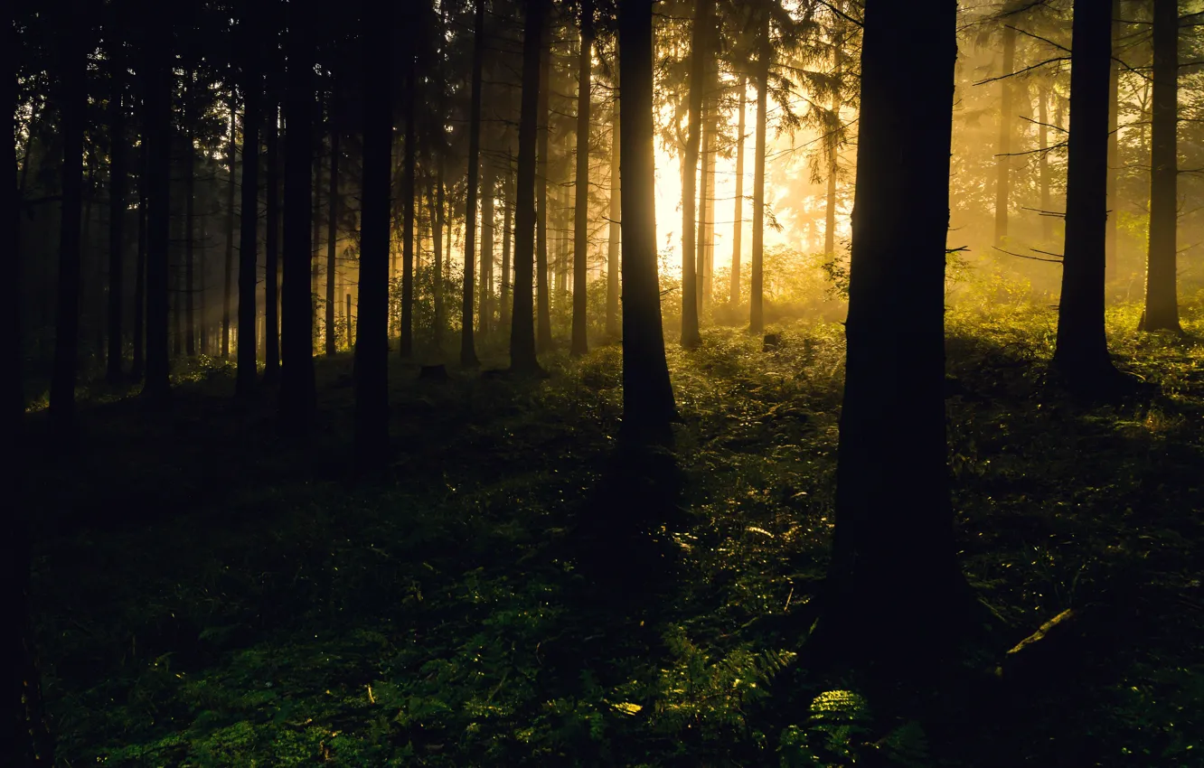 Фото обои лес, свет, деревья, туман, силуэты, папоротник, свтолы