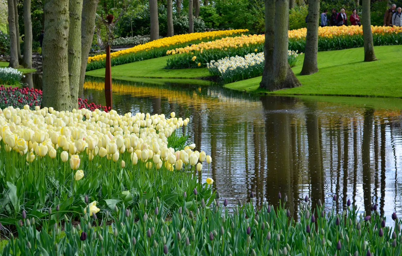 Фото обои зелень, трава, деревья, цветы, пруд, парк, тюльпаны, Нидерланды