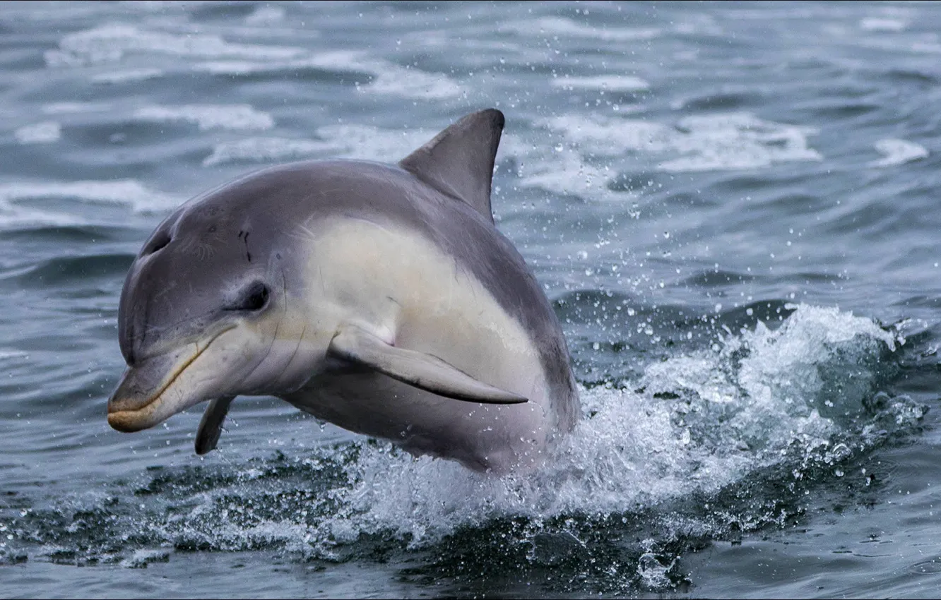Фото обои природа, дельфин, океан, прыжок, вид, nature, beautiful, view