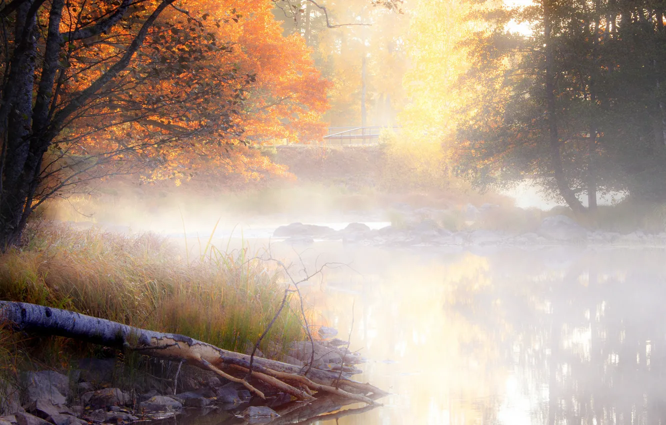 Фото обои осень, листья, вода, деревья, пейзаж, природа, туман, отражение