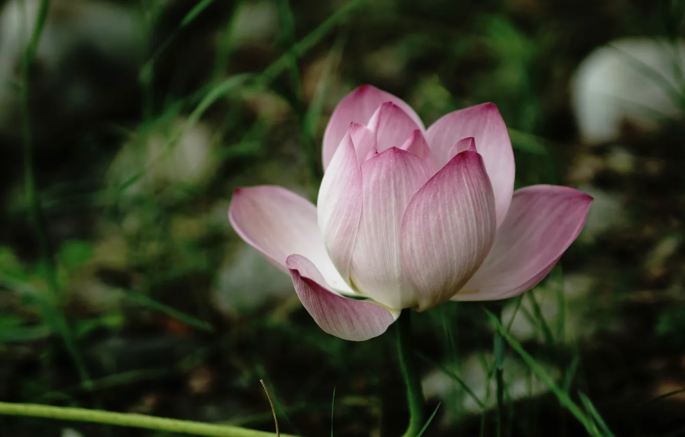 Фото обои цветок, трава, природа, темный фон, розовый, размытие, бутон, лотос