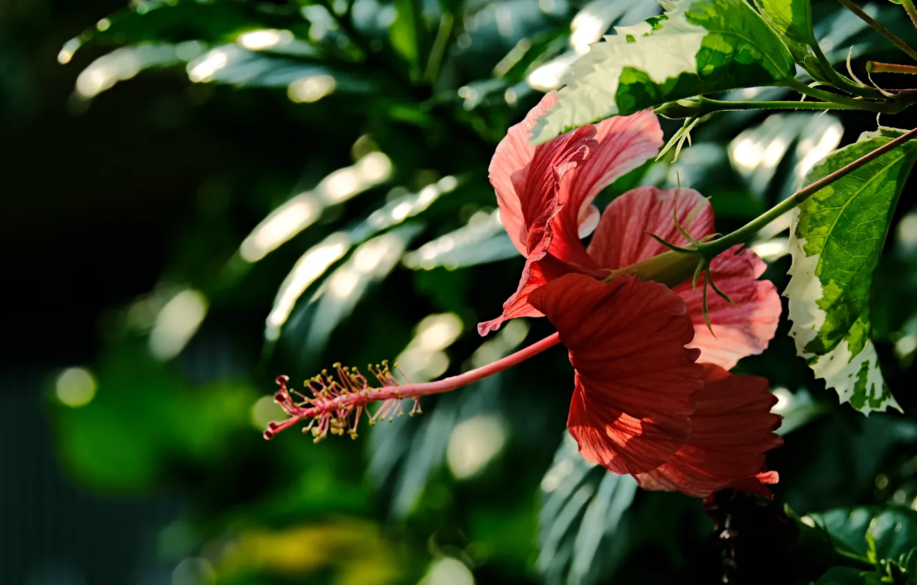 Фото обои цветок, листья, свет, красный, боке, гибискус