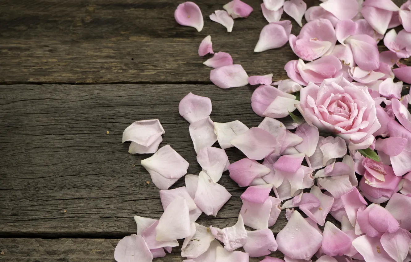 Фото обои цветы, розы, лепестки, розовые, wood, pink, flowers, petals