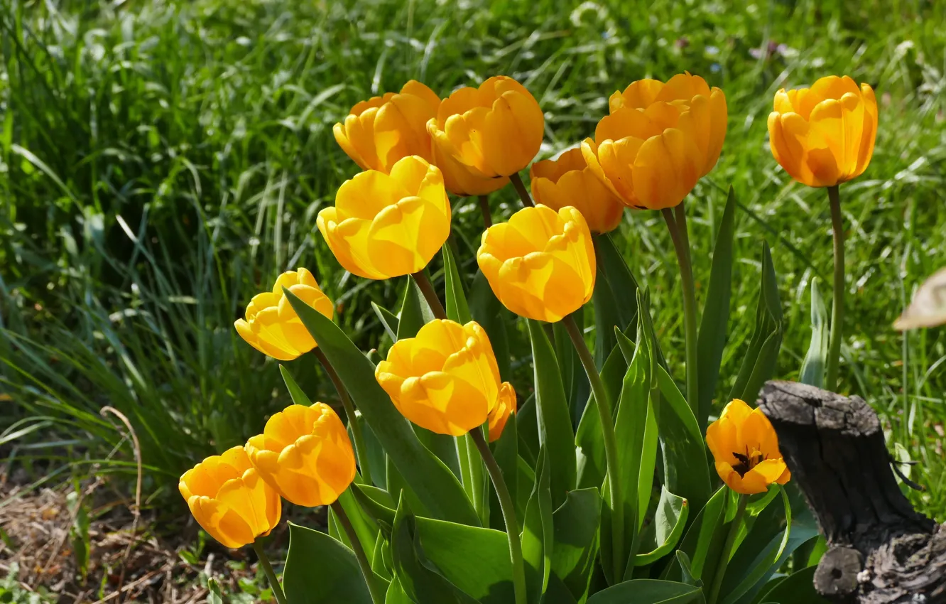 Фото обои цветы, весна, желтые, сад, тюльпаны