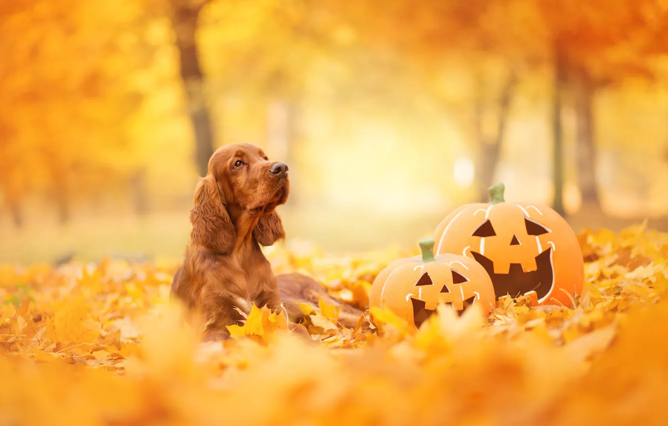 Фото обои осень, взгляд, морда, листья, парк, листва, собака, тыквы