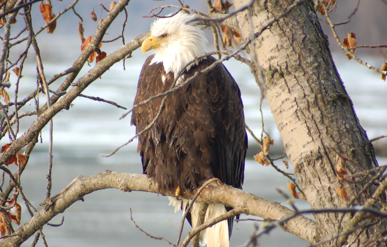 Фото обои сила, гордость, белоголовый орлан, символ Америки