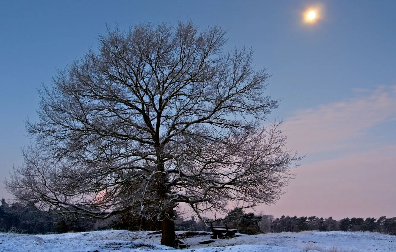 Фото обои зима, лес, снег, скамейка, дерево, мороз