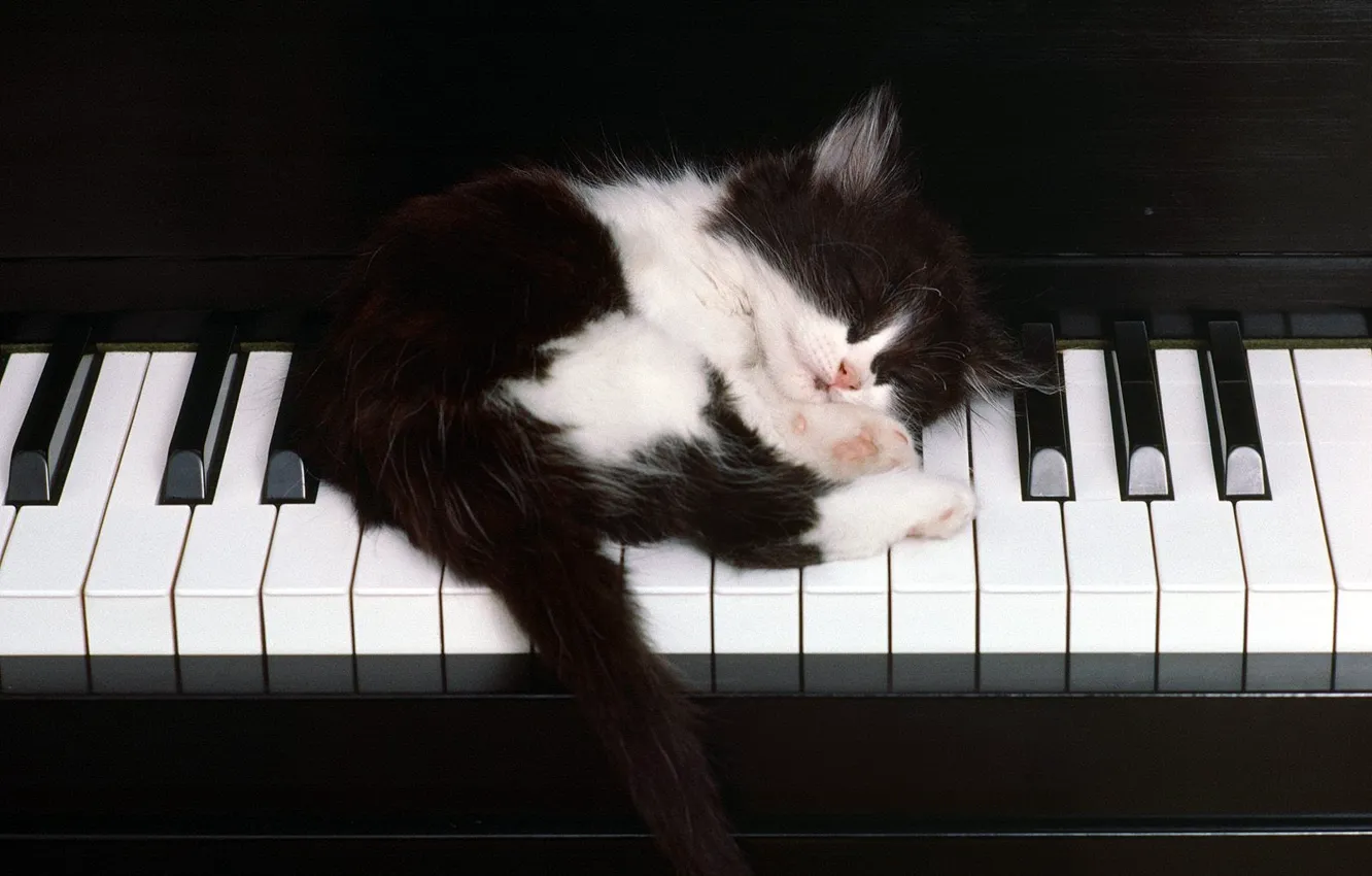 Фото обои Котенок, клавиши, спит, фортепьяно