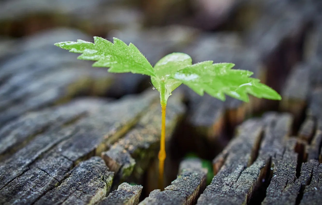 Фото обои макро, росток, проростки, Сергей Калёв