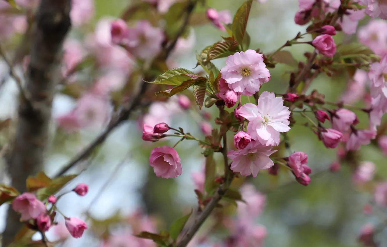 Фото обои цветы, вишня, ветка, весна, сакура, розовые, цветение