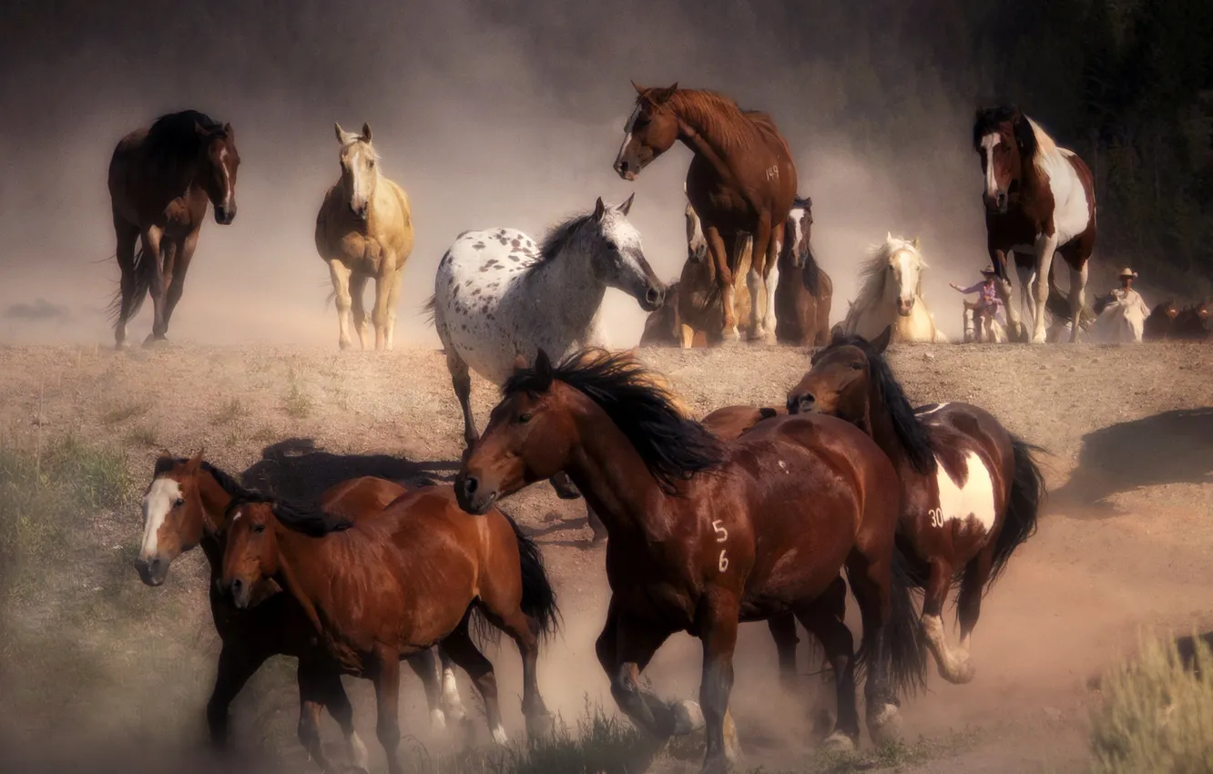 Фото обои пыль, лошади, бег, табун