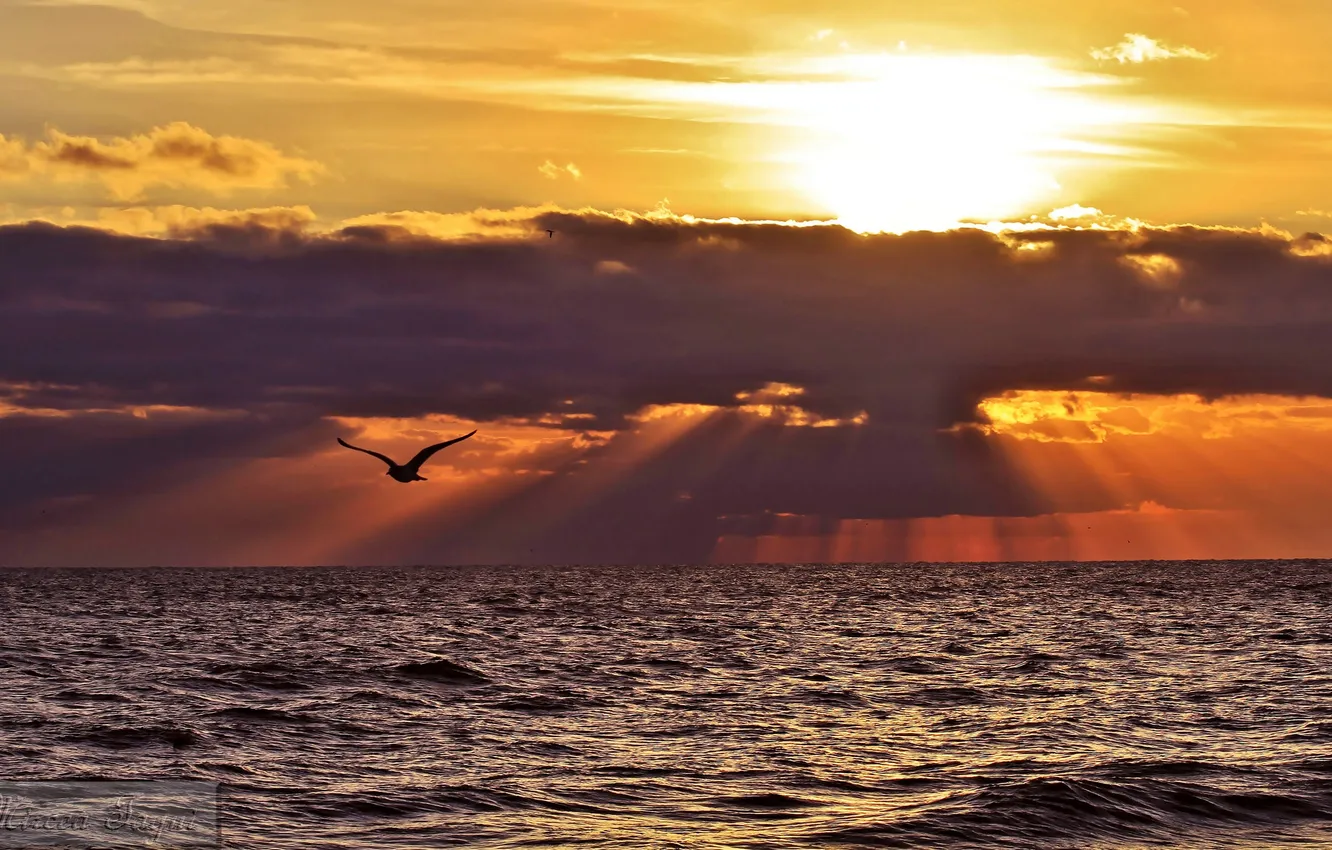 Фото обои море, солнце, облака, лучи, птица
