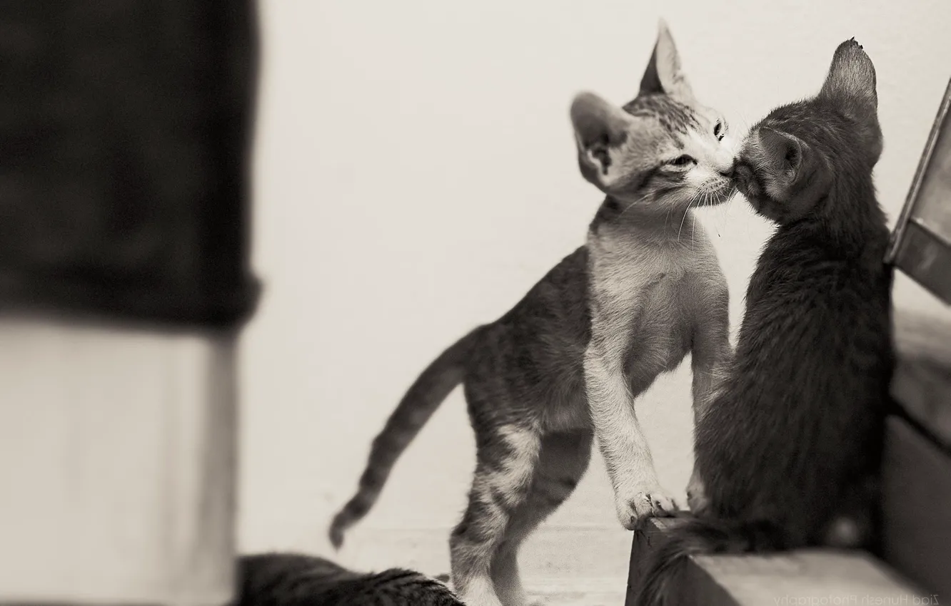 Фото обои поцелуй, чёрно-белая, котята, малыши, парочка, монохром, два котёнка