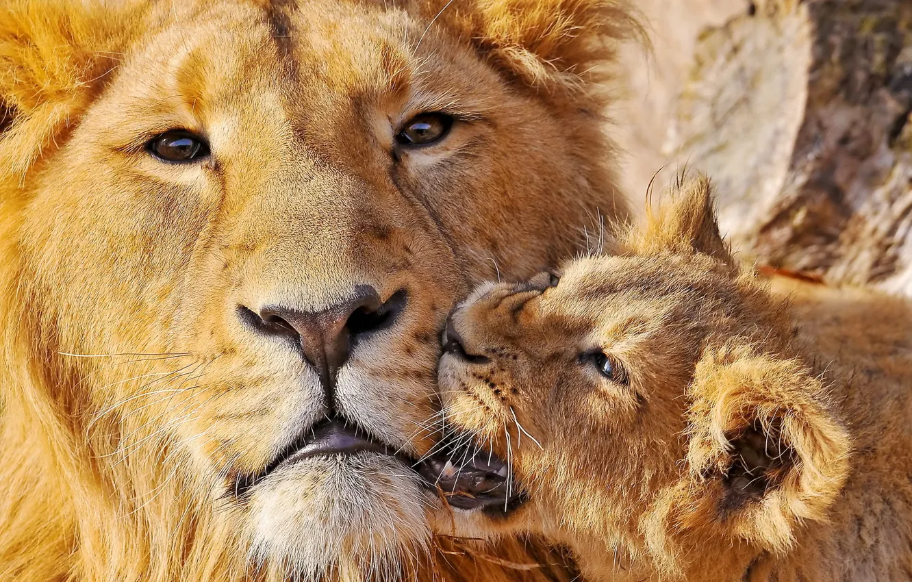 Фото обои лев, укус, двое, львёнок