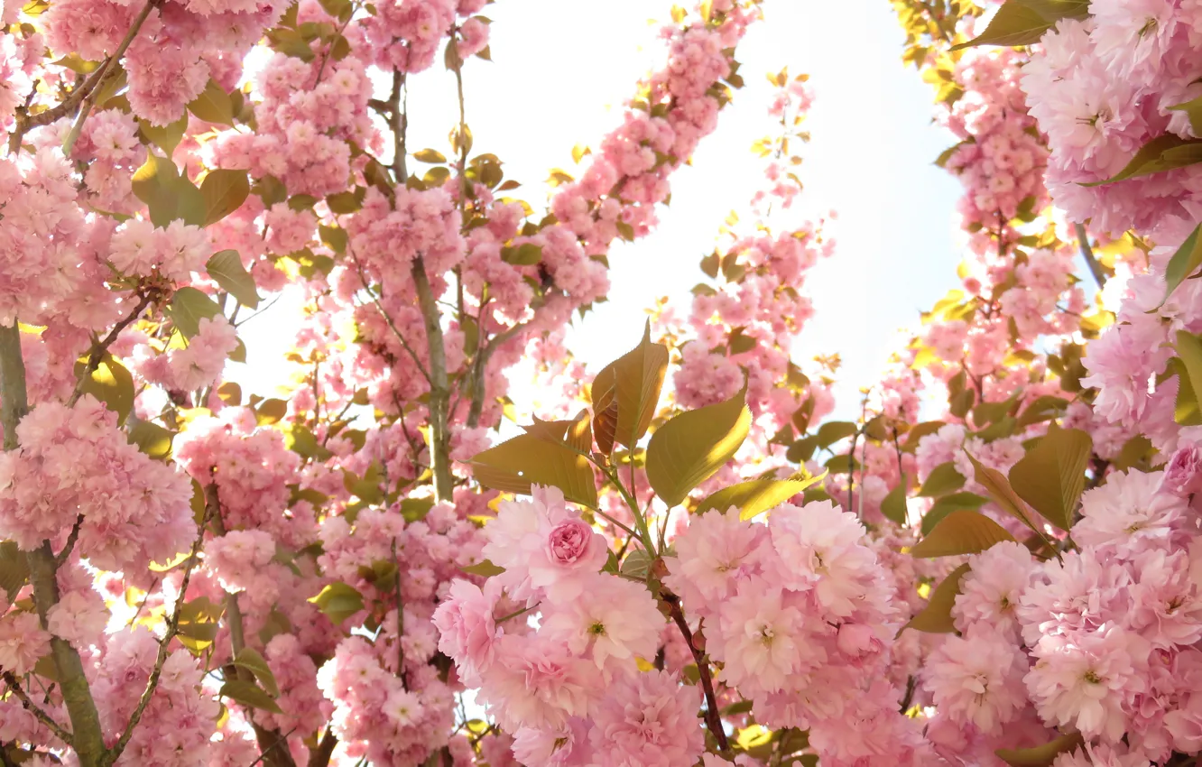 Фото обои цветы, весна, цветение, pink, Spring, blossoms, flowering