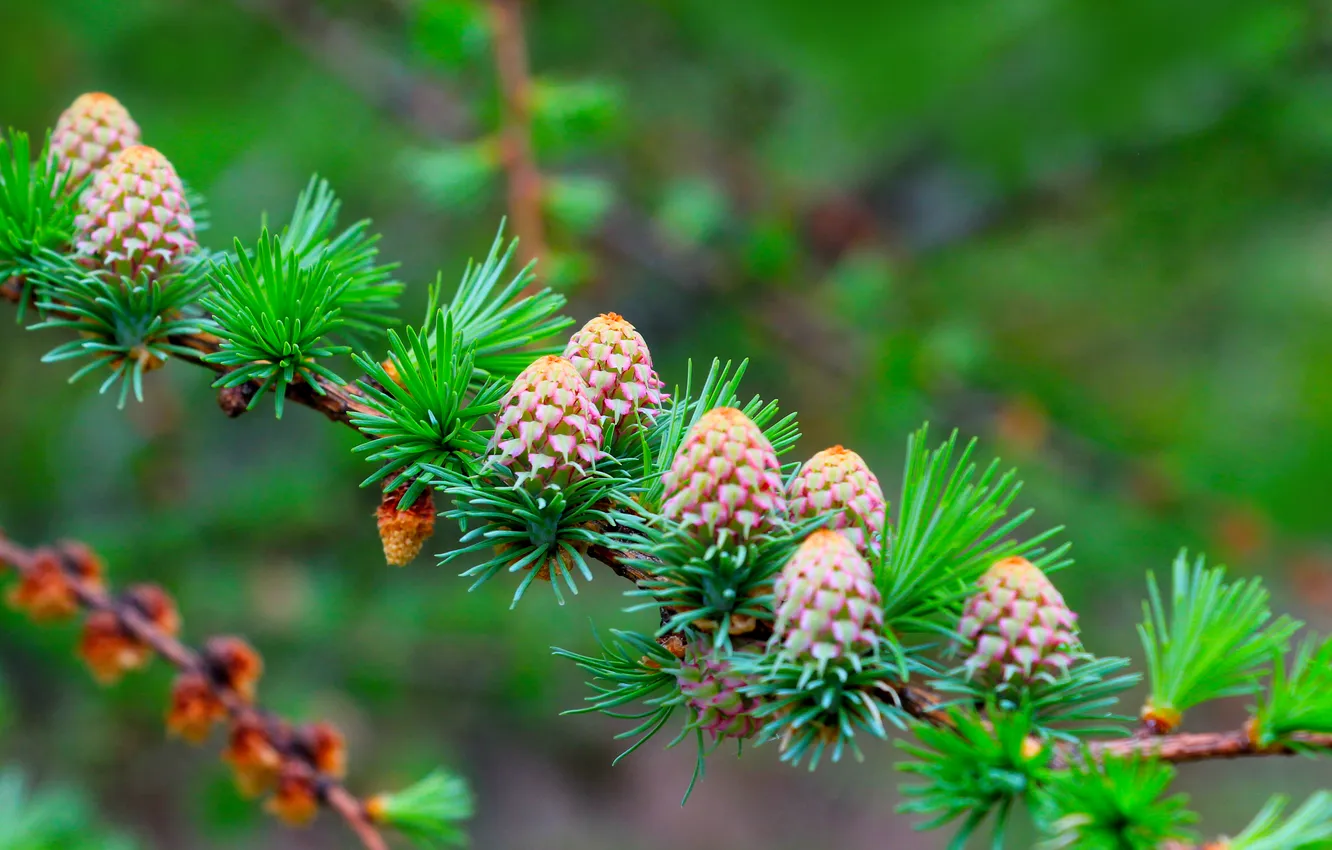 Фото обои spring, cones, pine, twig