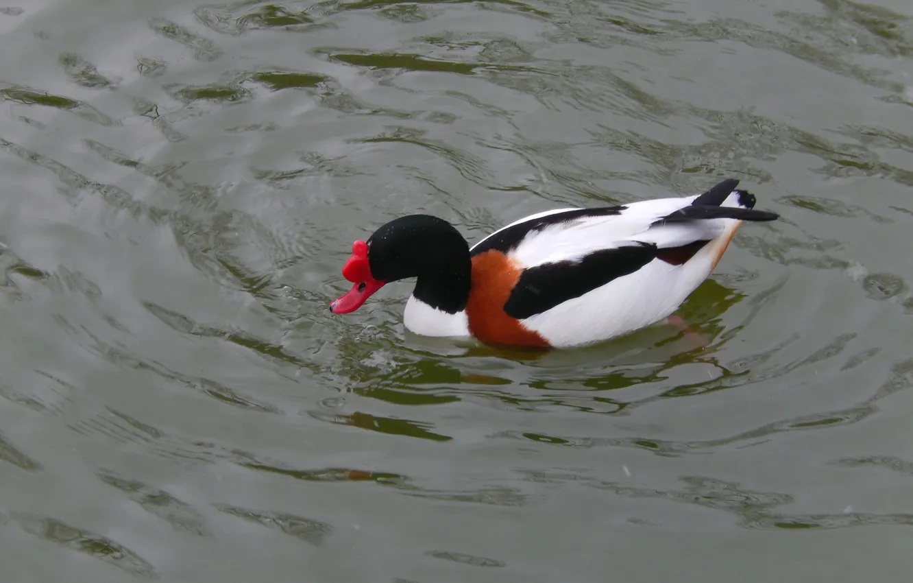 Фото обои вода, озеро, пруд, фон, животное, widescreen, обои, утки