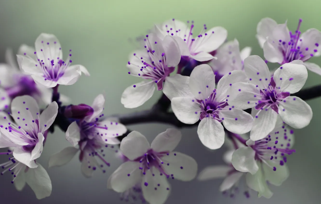 Фото обои beauty, ветка дерева, весенние цветы, tree branch, spring flowers, Anthony, white purple flowers, бело фиолетовые …