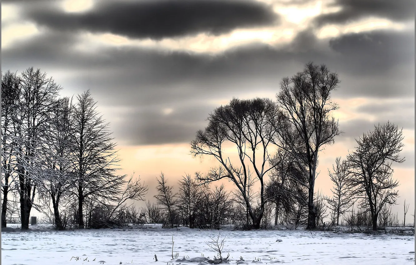 Фото обои зима, снег, деревья, тучи