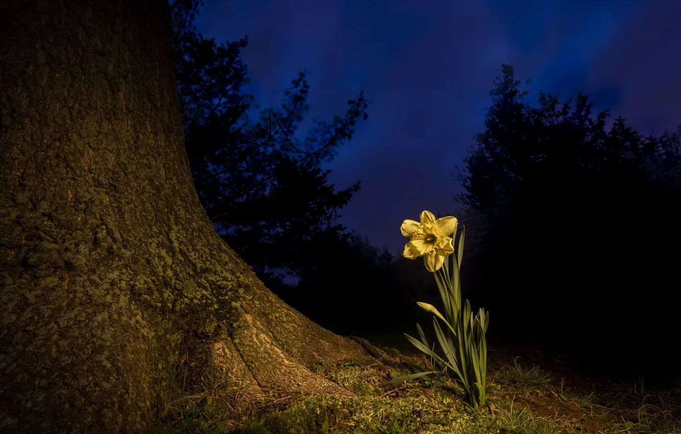 Фото обои цветок, ночь, дерево