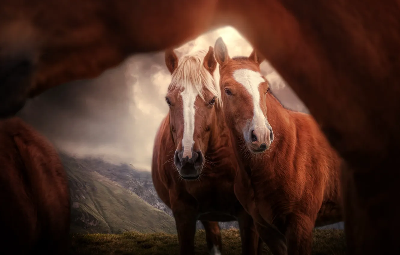 Фото обои кони, лошади, пара