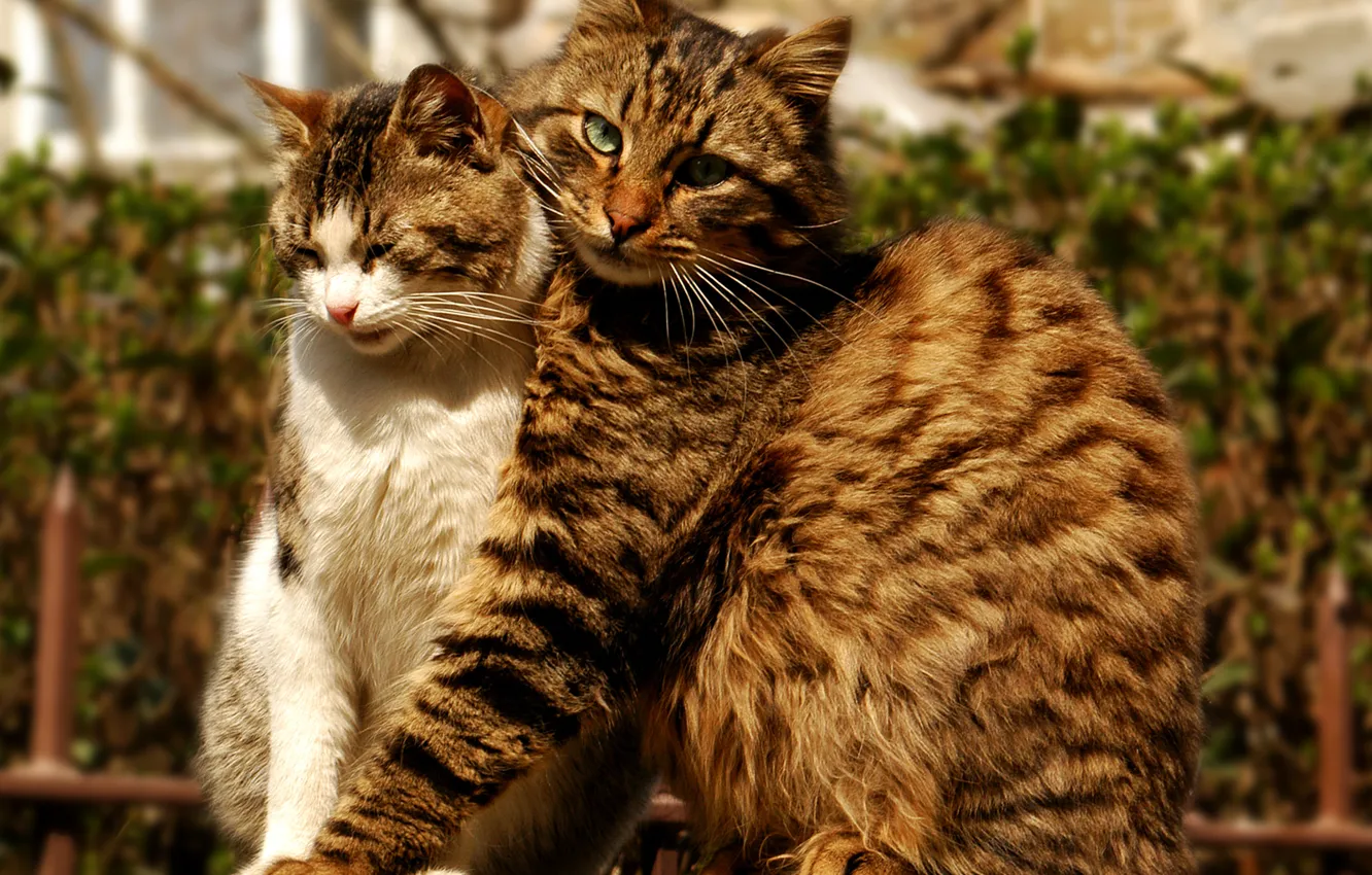 Фото обои кошка, кот, обьятия