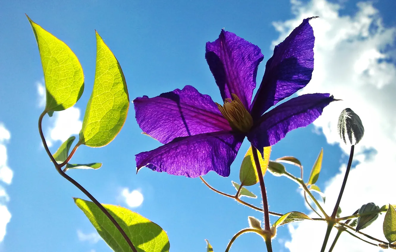 Фото обои цветок, небо, листья, лепестки, клематис