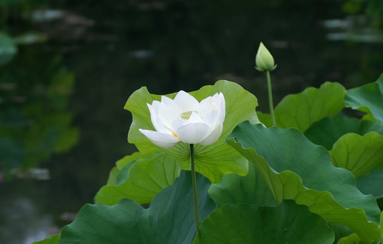 Фото обои белый, листья, пруд, лотос, кувшинка, водяная лилия