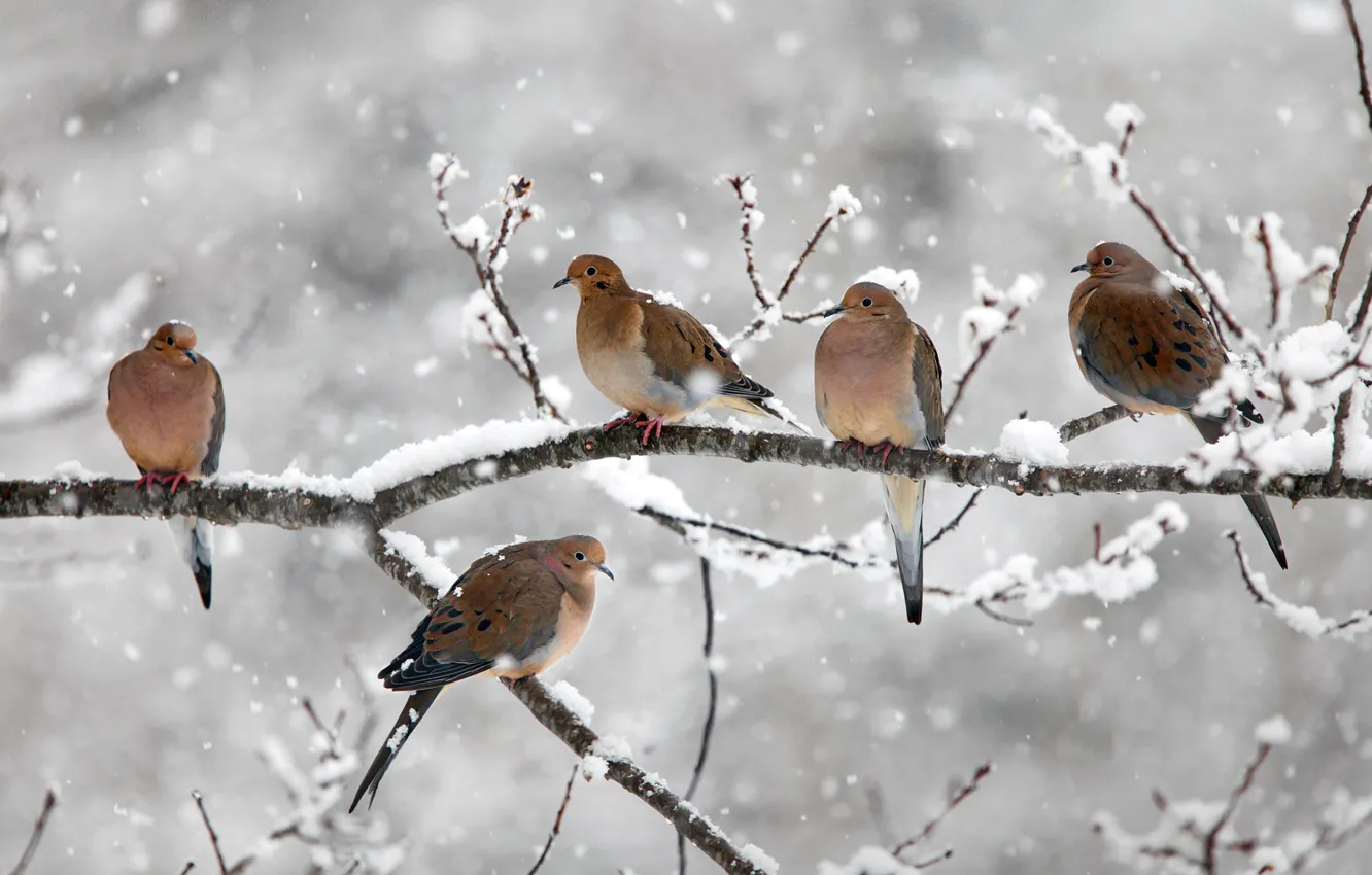 Фото обои снег, птицы, ветка, Канада, Новая Шотландия, траурные голуби, Bear River