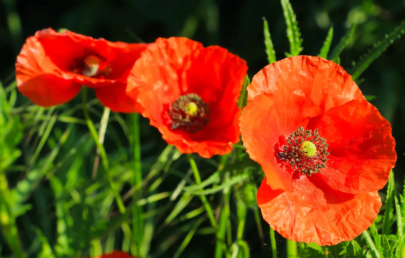 Фото обои red, flower, poppy