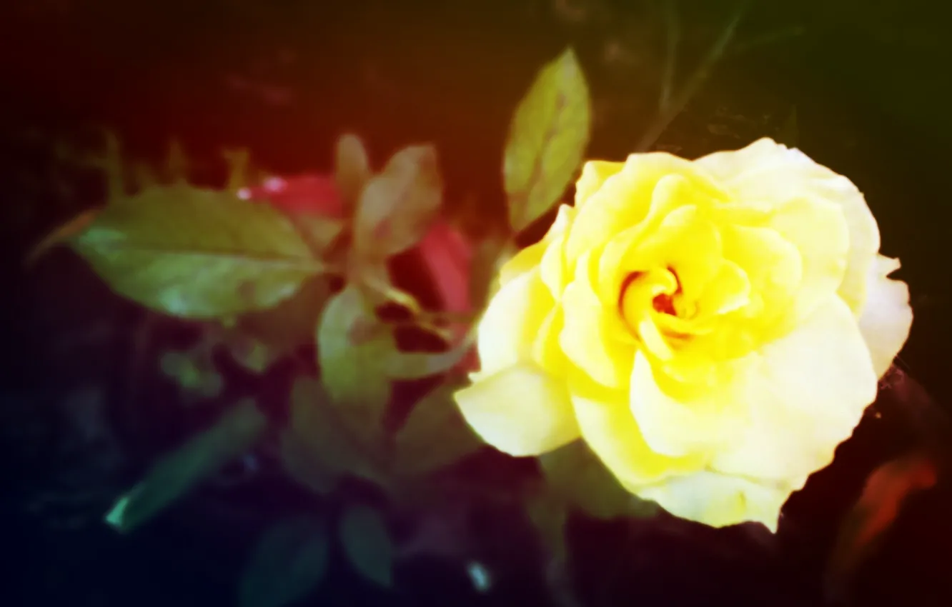 Фото обои rose, yellow, reddish
