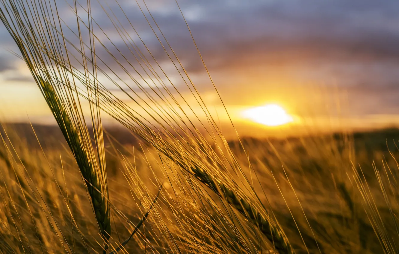 Фото обои sunset, wheat, countryside, wheat field, farmland, wheat ear