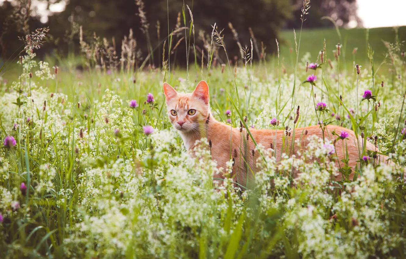 Фото обои зелень, кошка, лето, трава, кот, взгляд, морда, цветы
